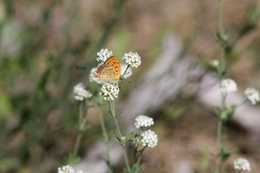 Farfalla da identificare